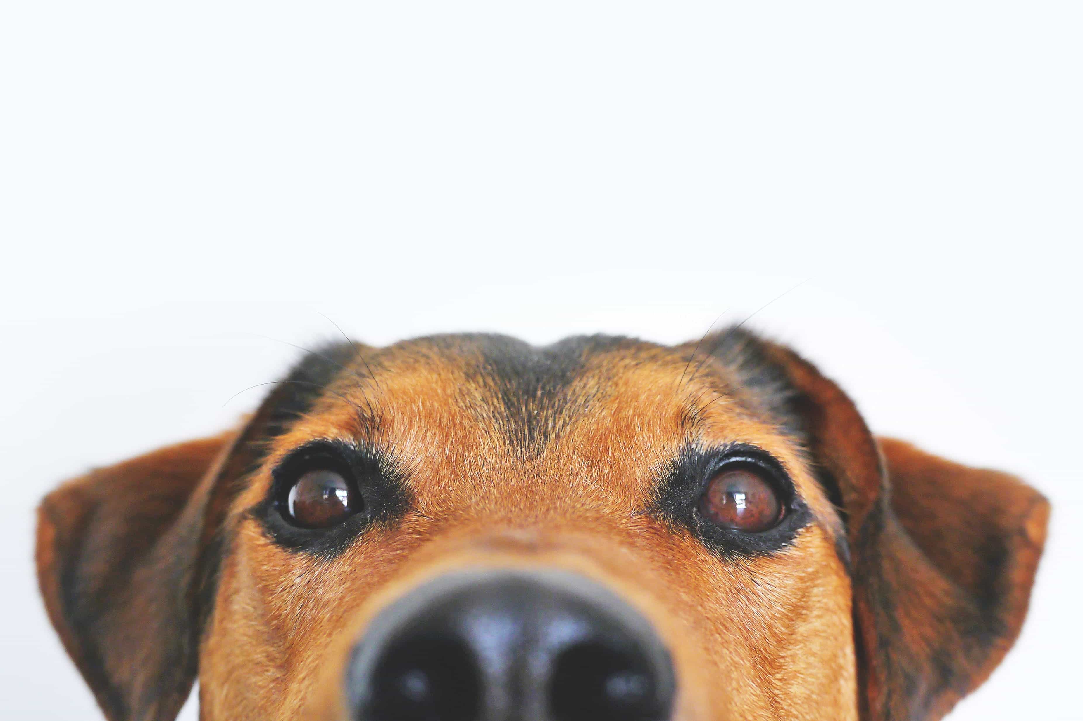 ojos de perro mirando fijamente